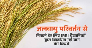 Paddy Varieties: जलवायु परिवर्तन से निपटने के लिए IRRI वैज्ञानिकों द्वारा विकसित नई धान की किस्में, जानें इसकी खासियतें